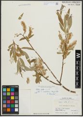 Foto von Salix alba L.